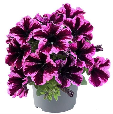 Петуния Go!Tunia Cosmic Pink