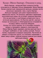 Колеус Мини Аватар