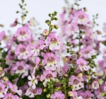 Ангелония узколистная Big Bicolor Pink (Анг2)