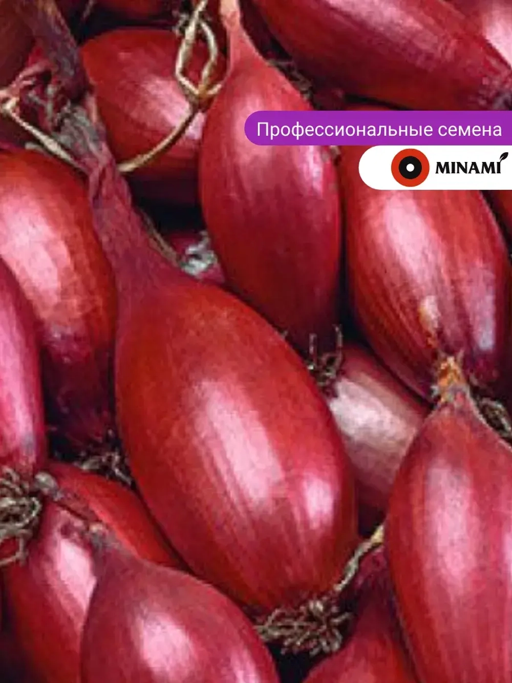 Лук - шалот Монастырский 2,5гр.