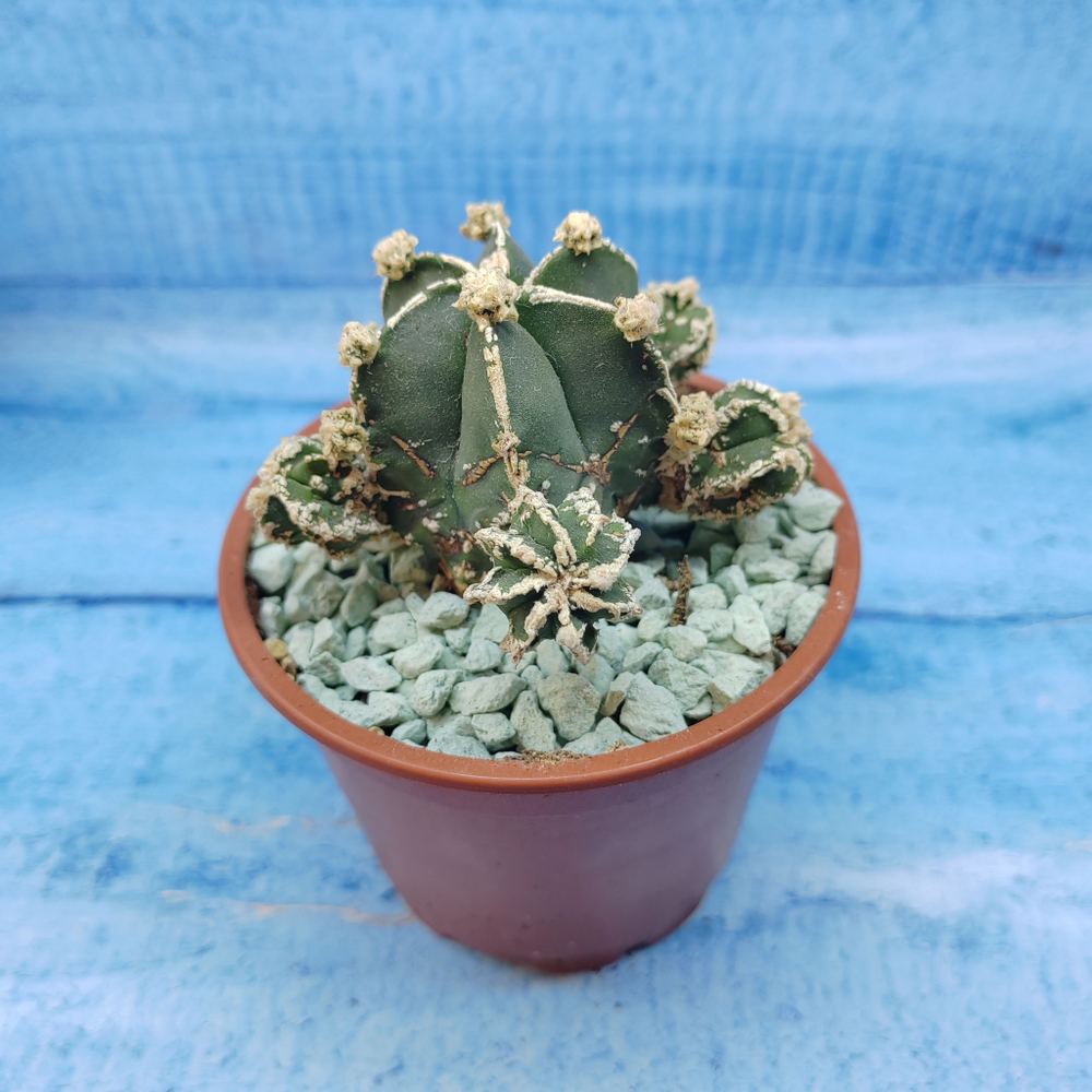 Astrophytum Myriostigma "Hakujo Fukuryu"  (Астрофитум)