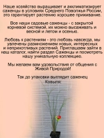 Злак Ковыль степной многолетний