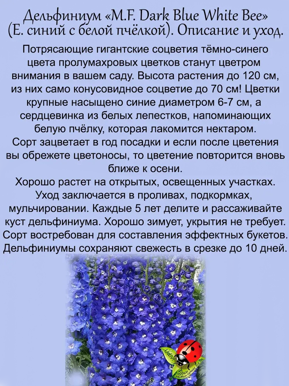 Дельфиниум Темно-синий с белой пчелкой Dark Blue With Bee