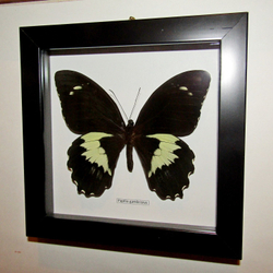 Бабочка Papilio gambrisius в рамке