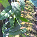 Хойя CAMPANULATA