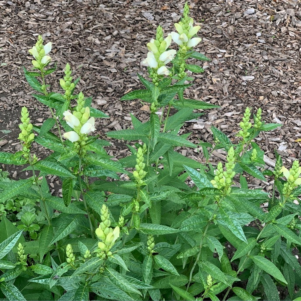 Хелоне косая. Chelone obliqua