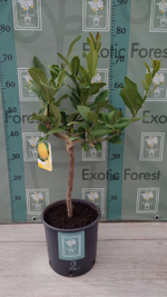Cedro Maxima