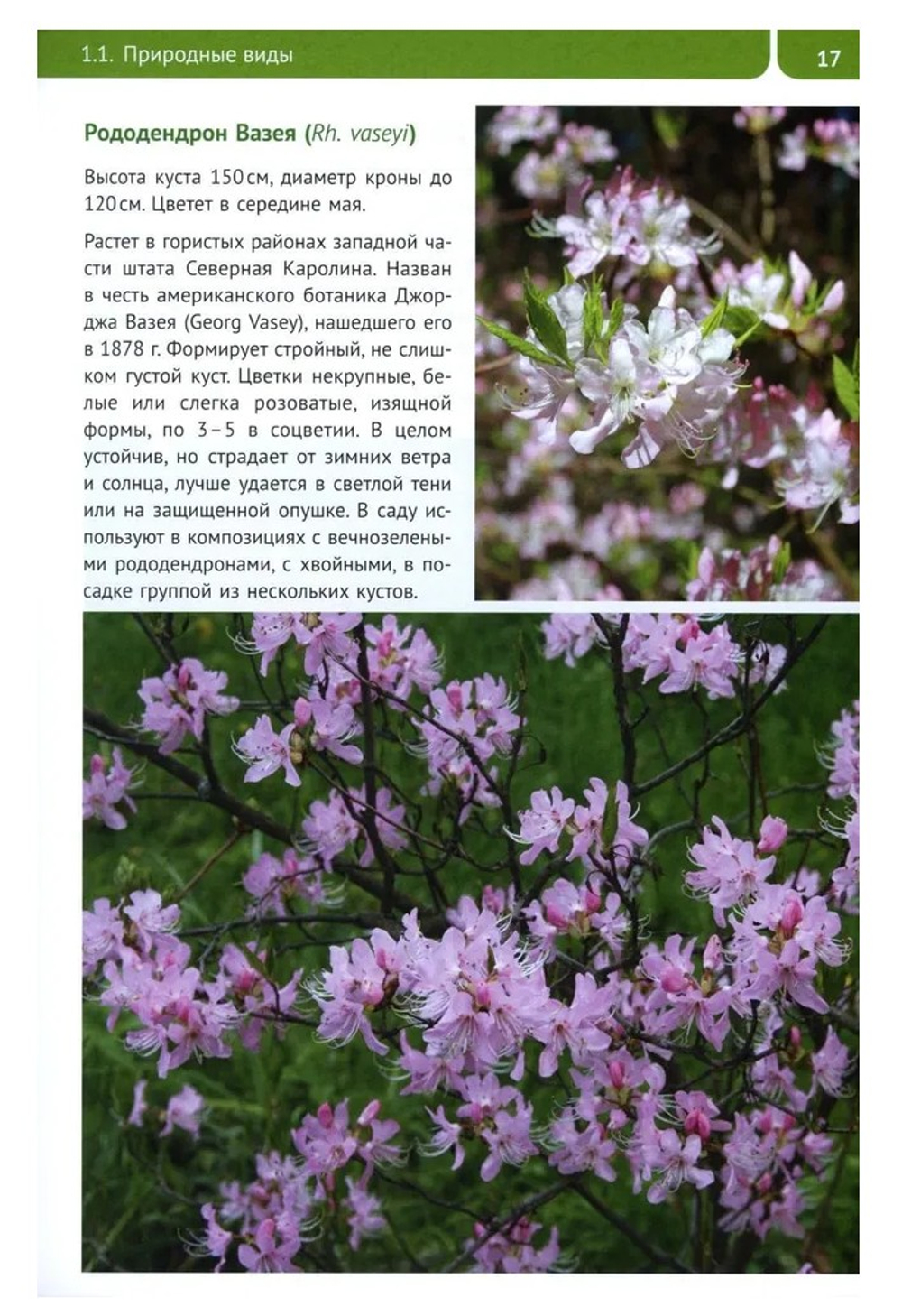 Рододендроны для Северо-Запада