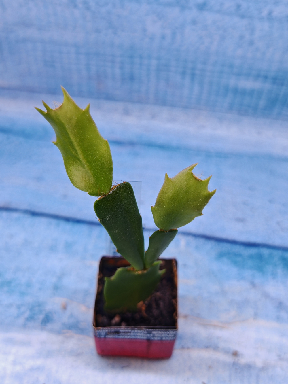 Schlumbergera cv. Floral Bouqet (Шлюмбергера)
