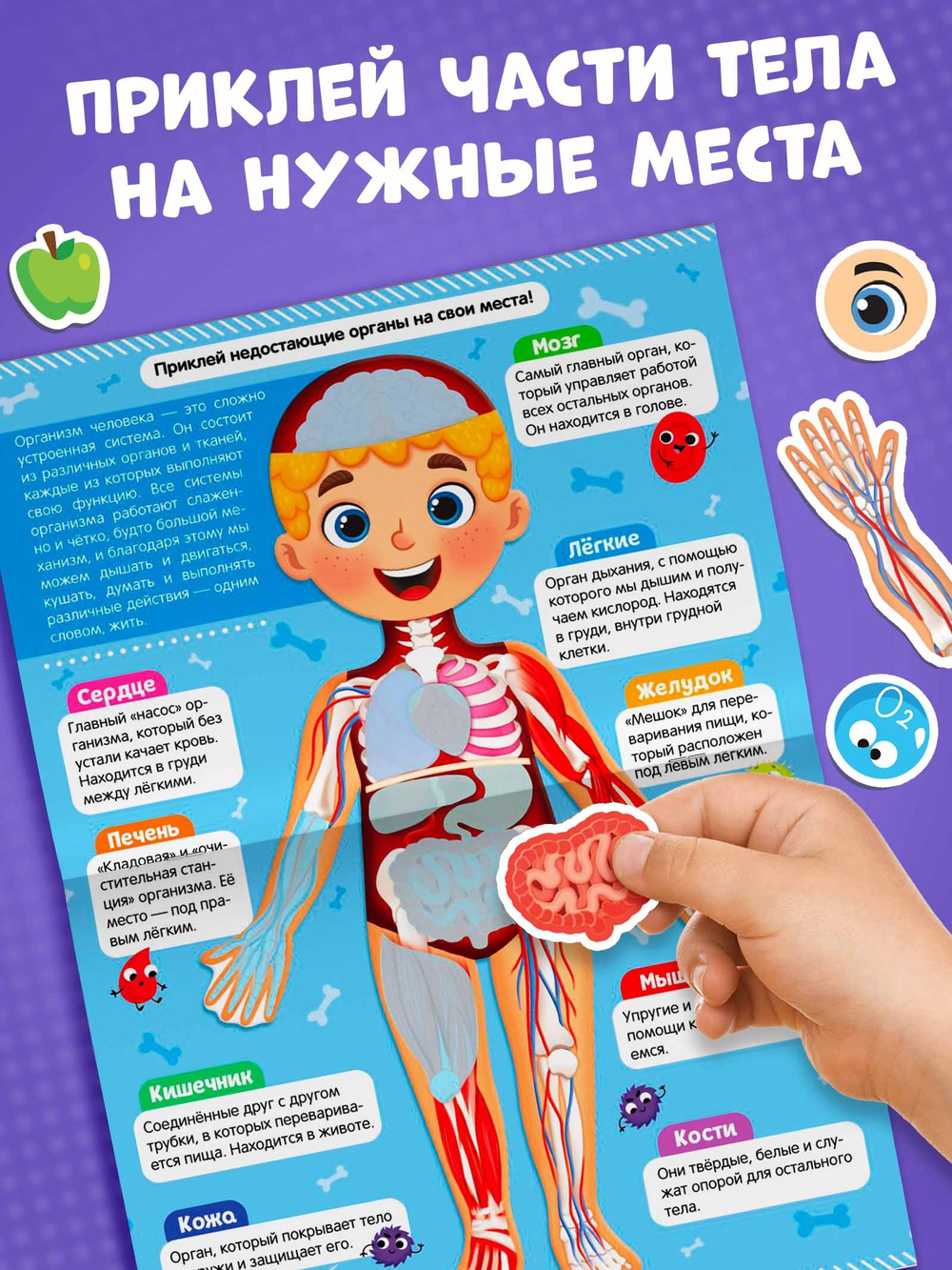 Наклейки «Как устроено моё тело», 16 стр