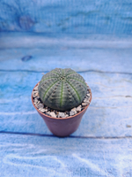 Euphoria Obesa (Эуфорбия)