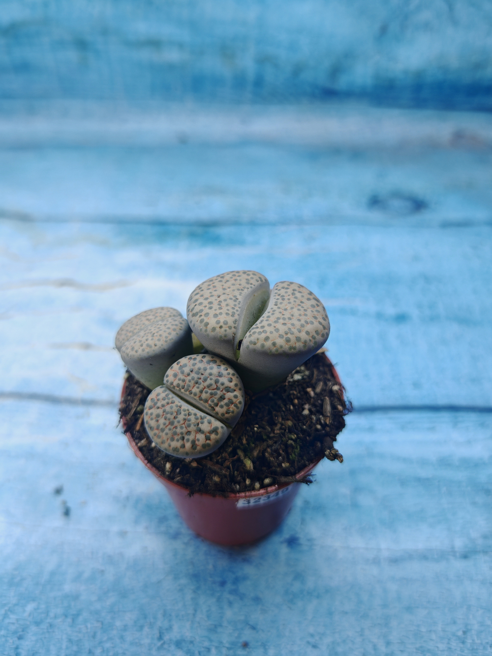 Lithops sp. (Литопсы)