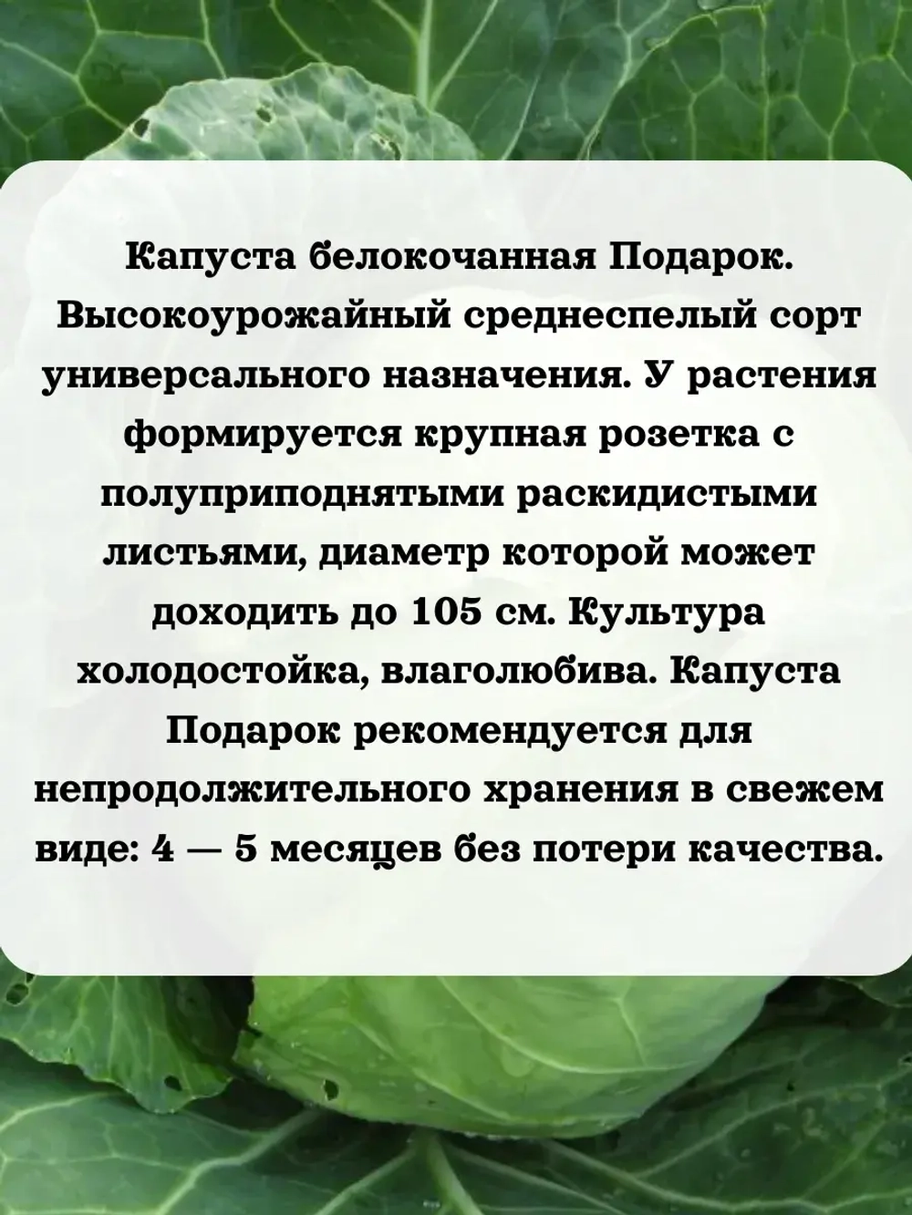 Семена капуста белокочанная Подарок 1 гр