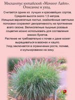 Злак Мискантус китайский Монинг Лайт многолетник