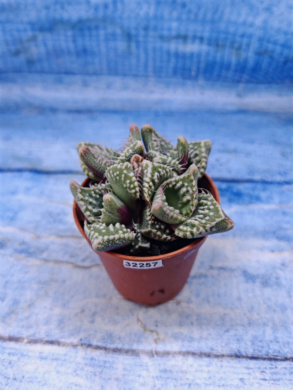 Faucaria Tuberculosa (Фаукария)
