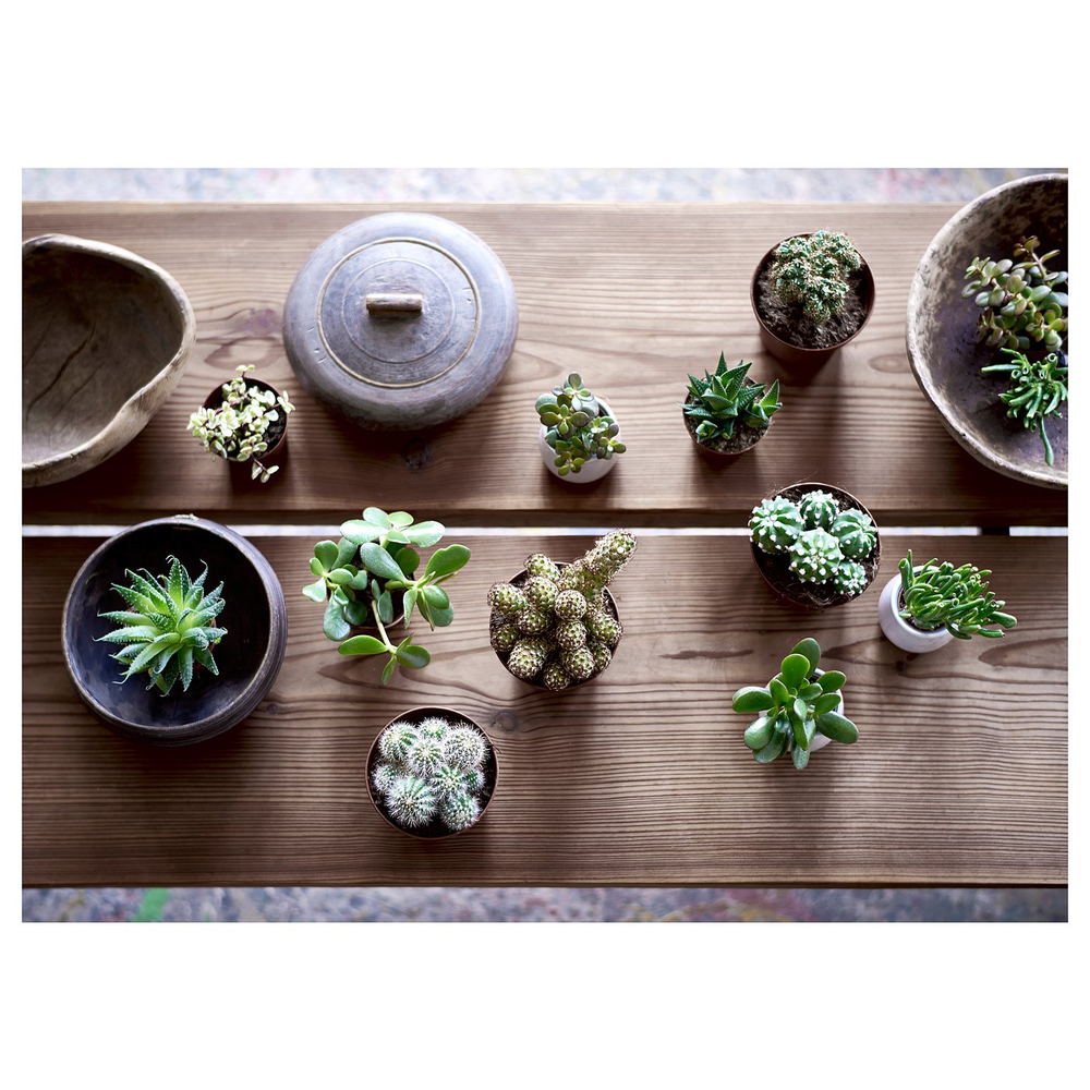 IKEA SUCCULENT  (ИКЕА СУССУЛЕНТ)  -  Комнатное растение в горшке - разные расцветки 15 см