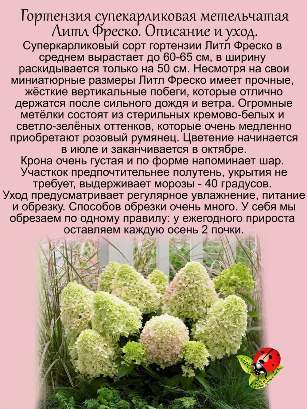 Гортензия карликовая Литл Фреско метельчатая