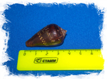 Морская ракушка Conus ventricosus