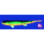 Слаг силиконовый Vido Craft Sebastian (17см / 7"), 2шт
