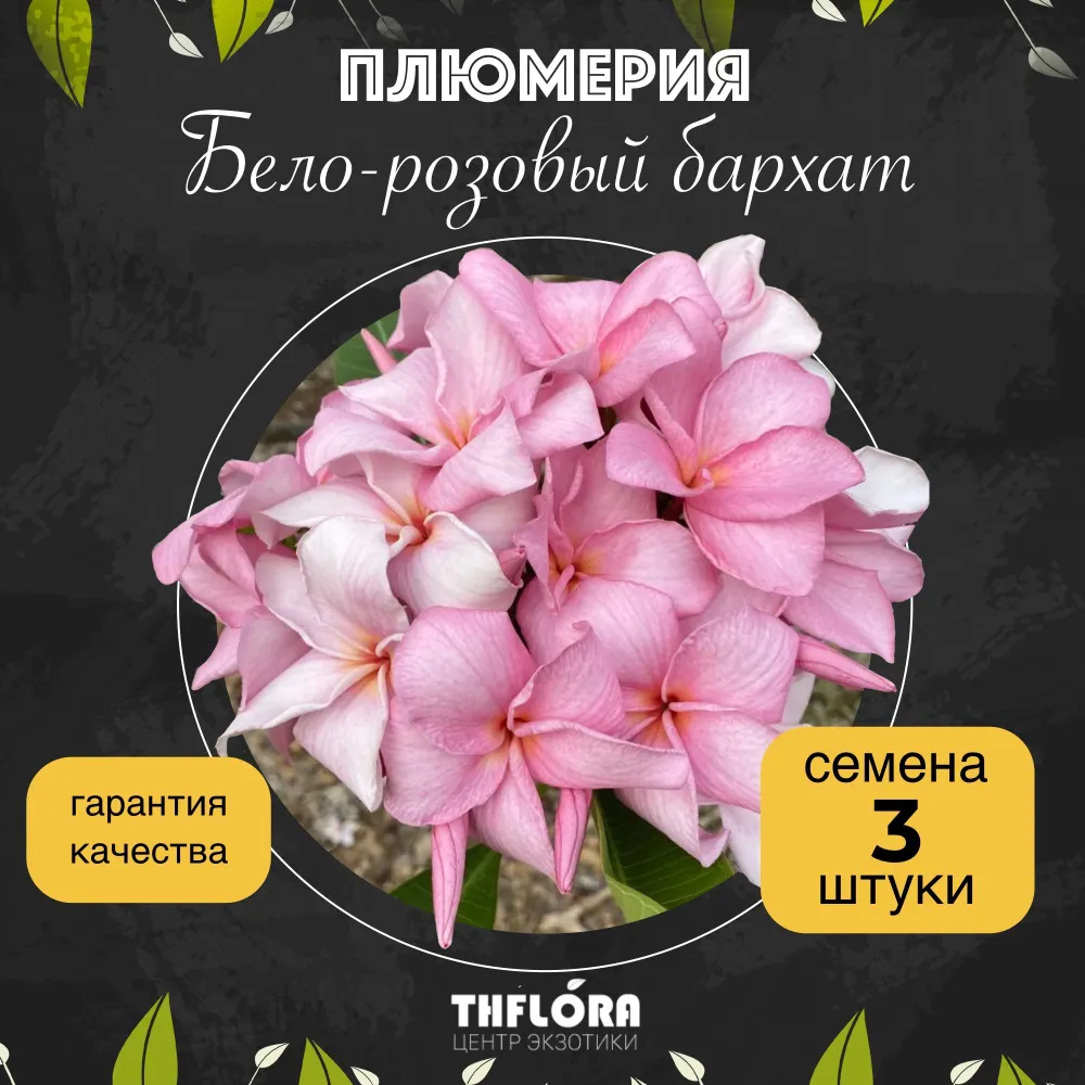 Плюмерия "Бело-розовый бархат" — семена, 3 шт.