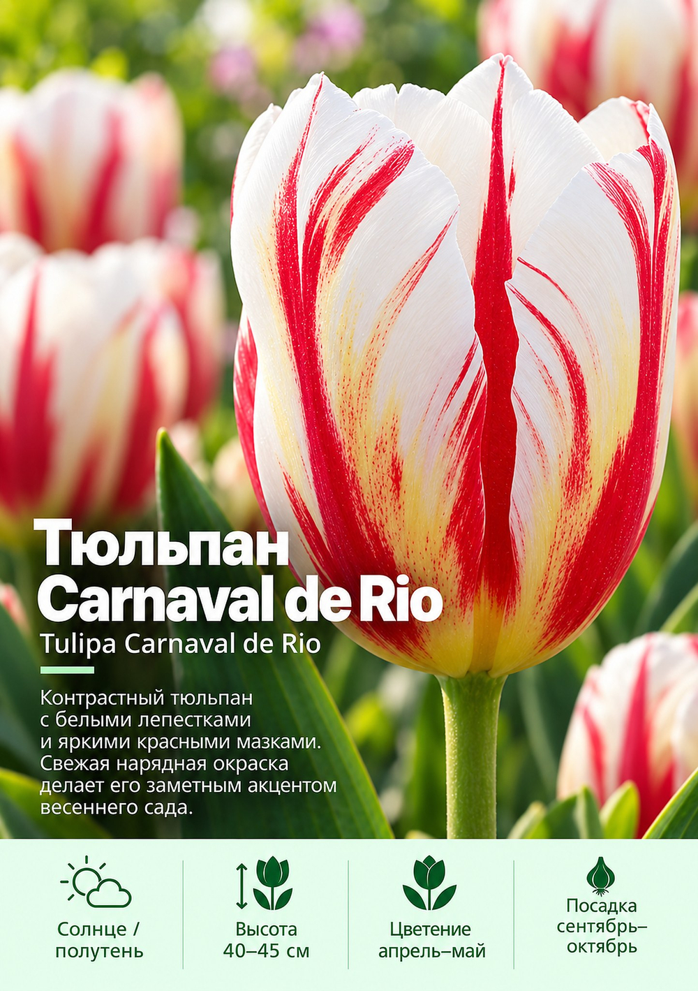 Тюльпан Carnaval de Rio