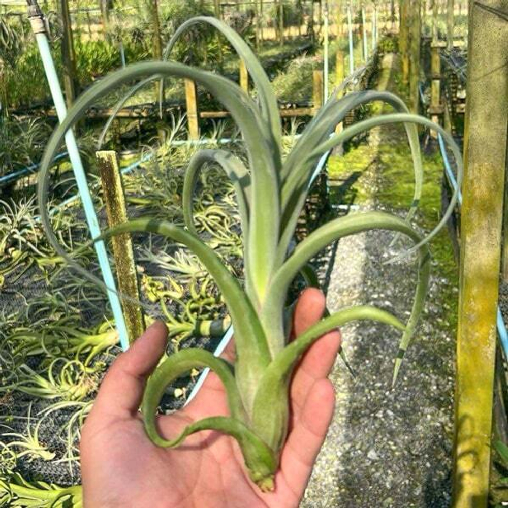 Тилландсия Curly Slim (streptophylla x intermedia)