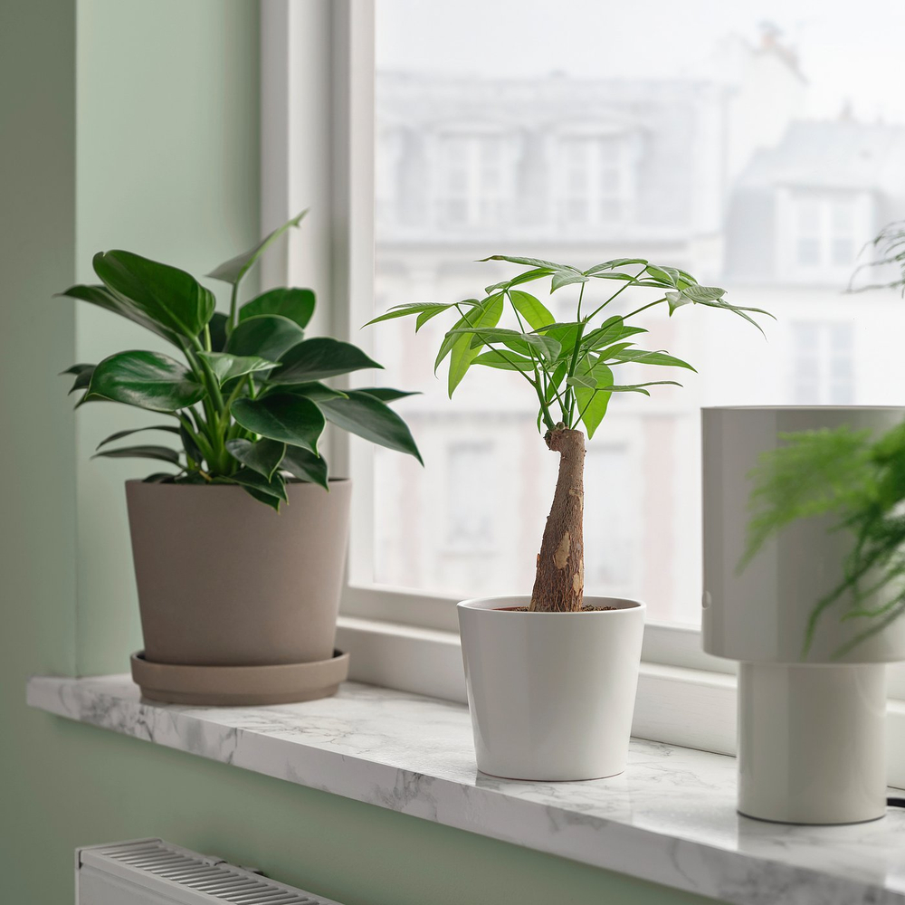 IKEA PACHIRA AQUATICA  (ИКЕА ПАСХИРА АКВАТИСА)  -  Растение в горшке - Пахира Акватика 9 см