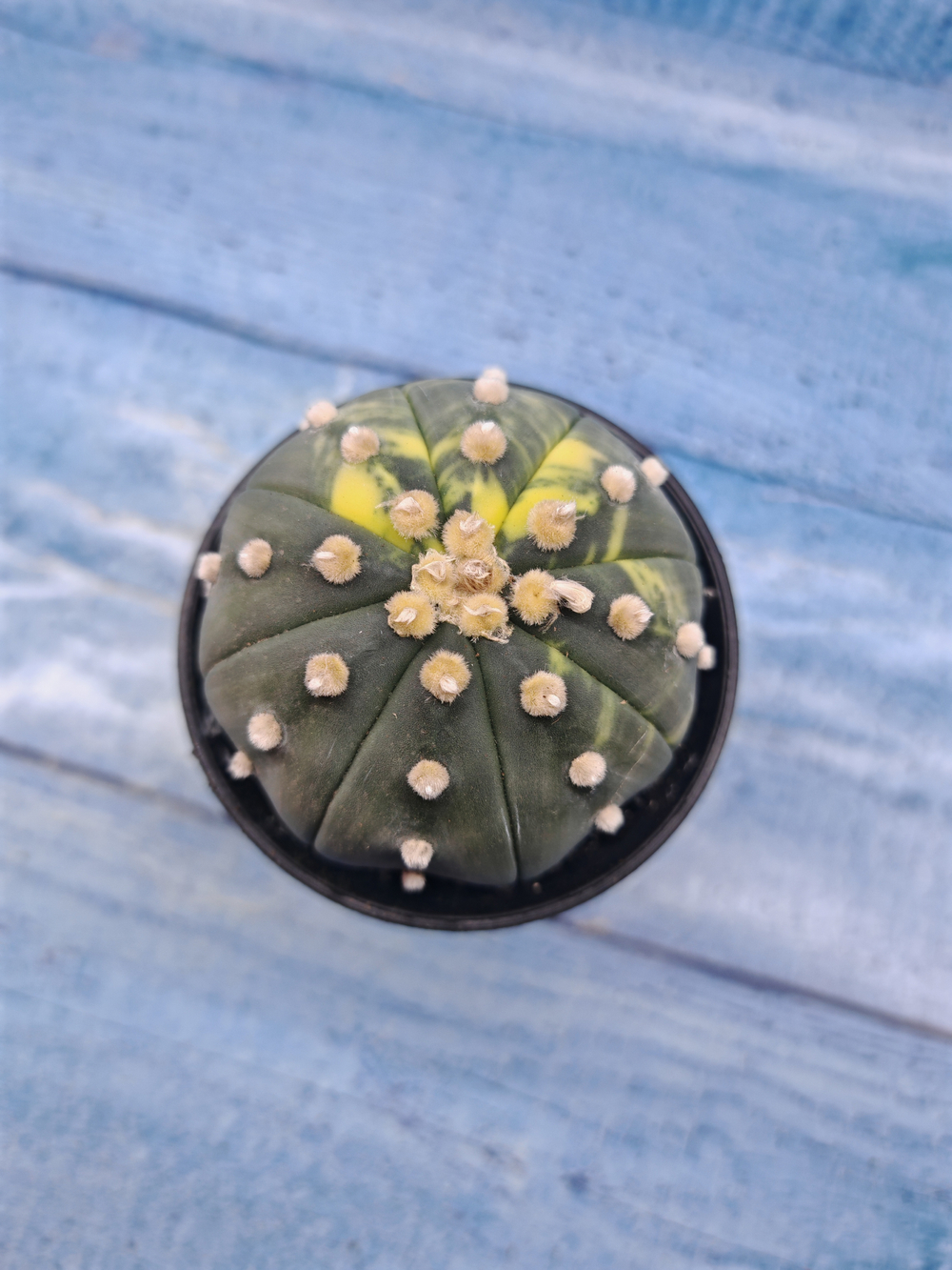 Astrophytum Asterias variagate (Астрофитум)
