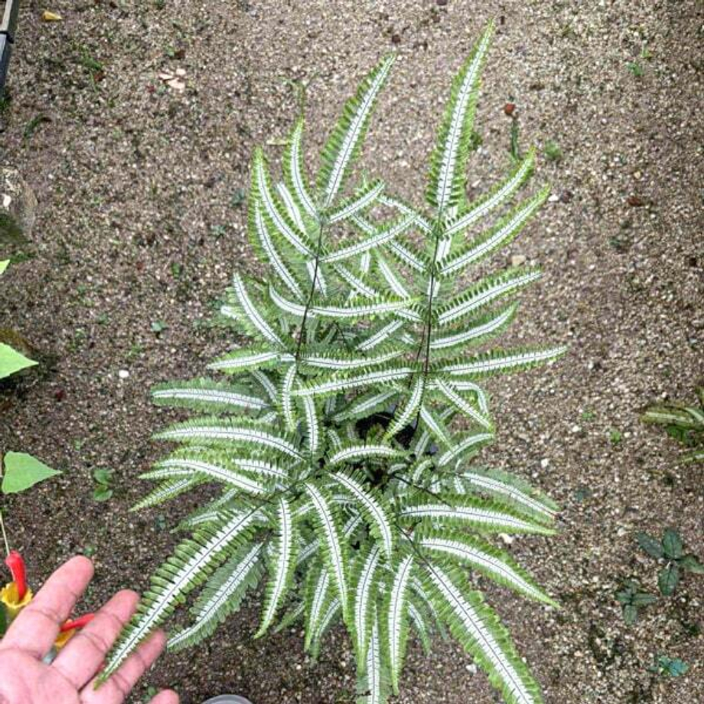 Птерис PTERIS SP BIG (P44)