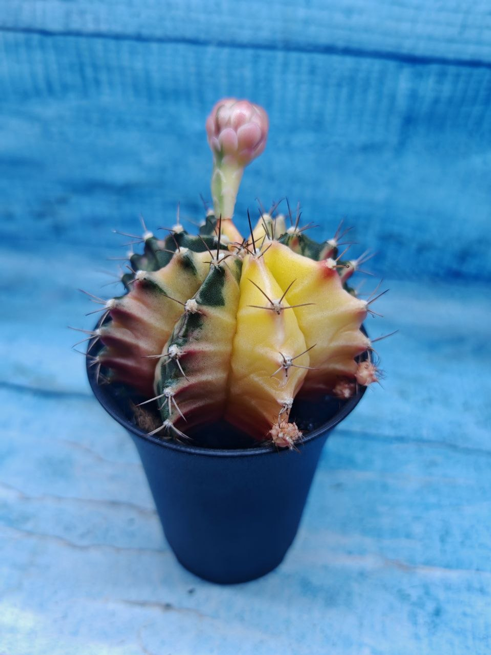 Gymnocalycium Variegata (Гимнокалициум Вариегатный)