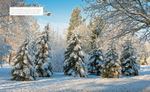 Gardening with conifers