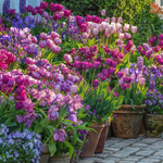 Containers in the Garden