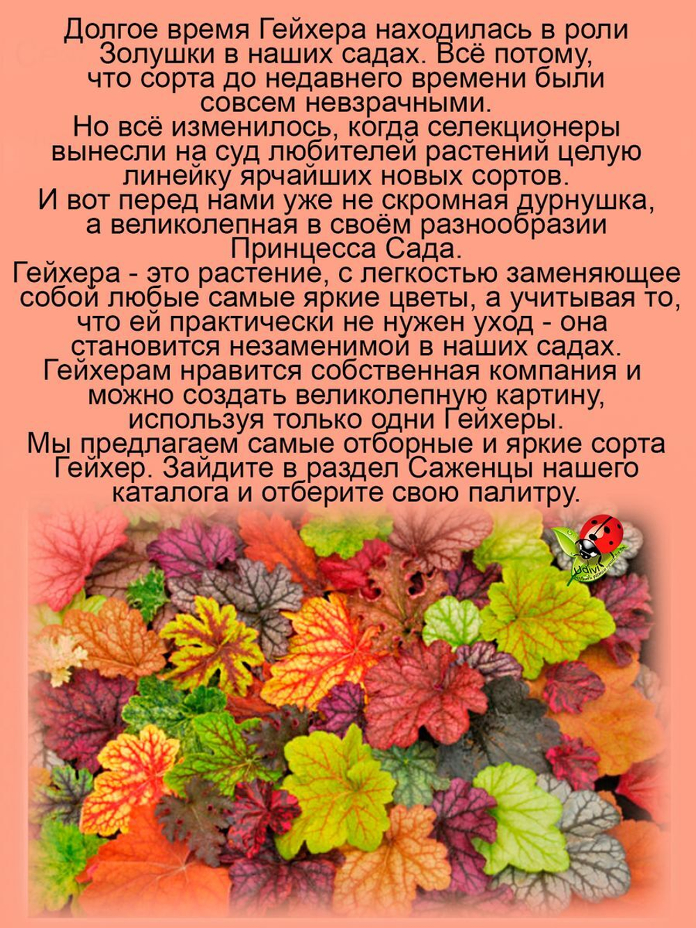 Гейхера Электра яркая многолетняя