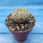 Astrophytum Asterias "Super Kabuto" (Астрофитум)