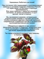 Колеус Аватар
