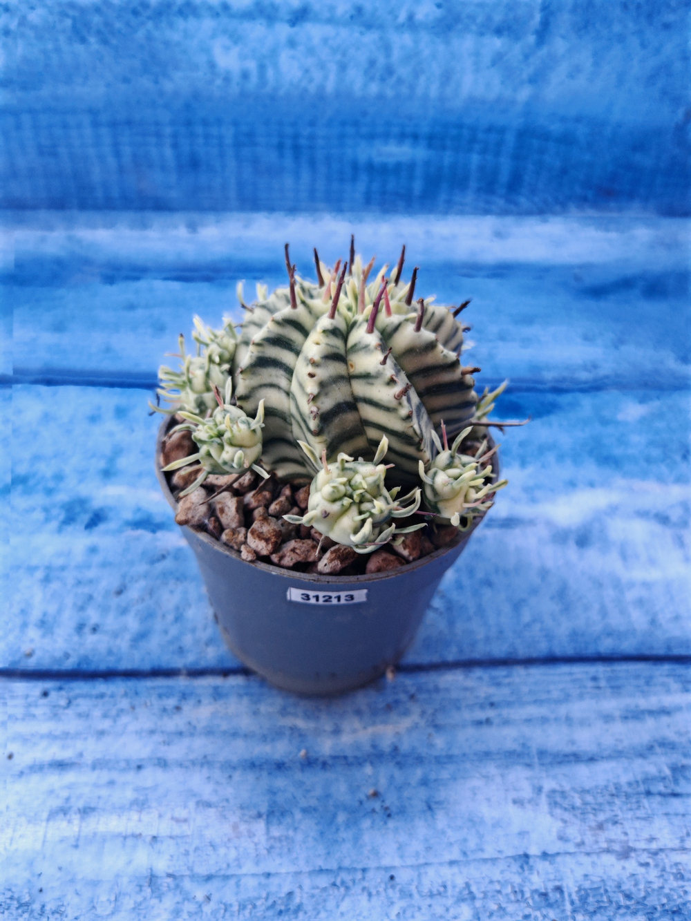 Euphorbia meloformis f. Variegated (Эуфорбия вариегатная)
