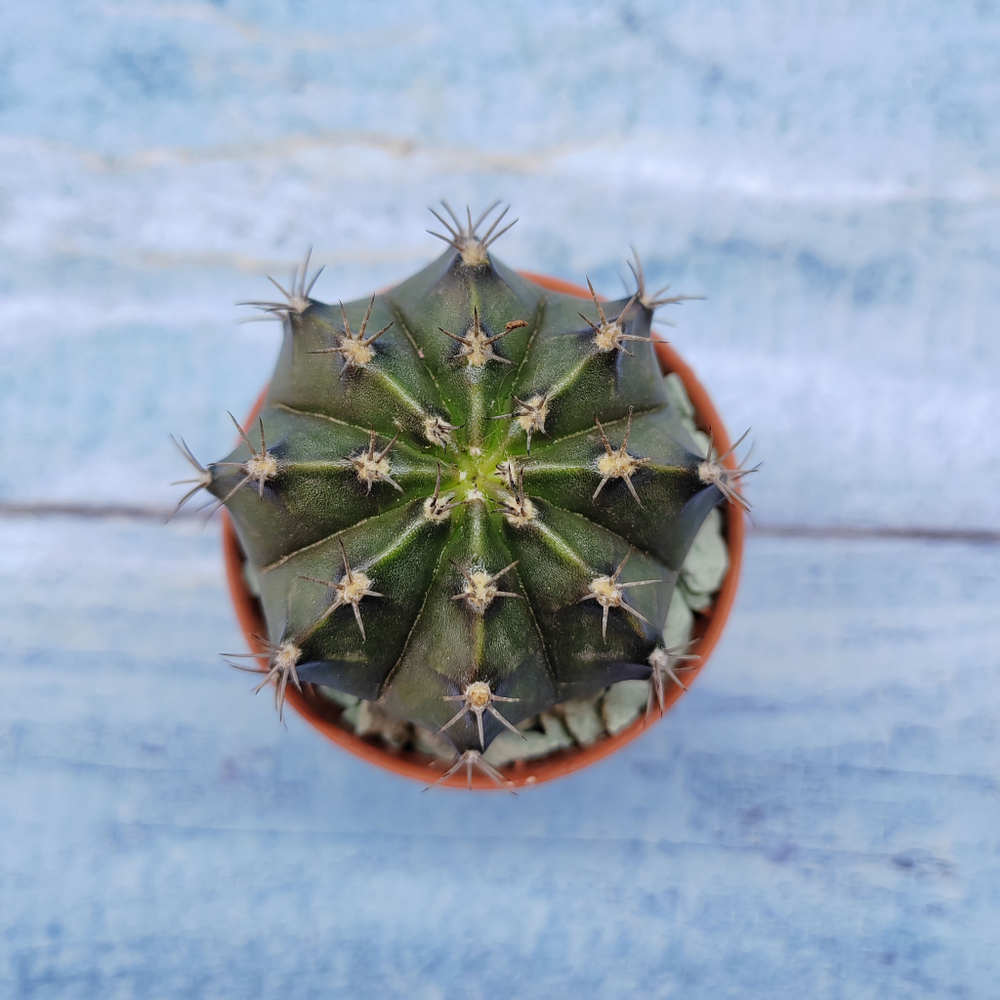 Gymnocalycium Friedrichii (Гимнокалициум)