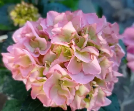 (05) Froufrou (Фруфру)