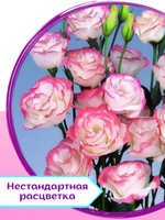Семена Эустома высокорослая многолетняя Белая, Лизиантус комнатный + торфяные таблетки Jiffy в подарок, 5шт