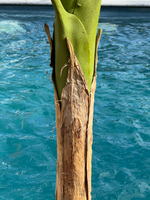 Банановая пальма 150 см.