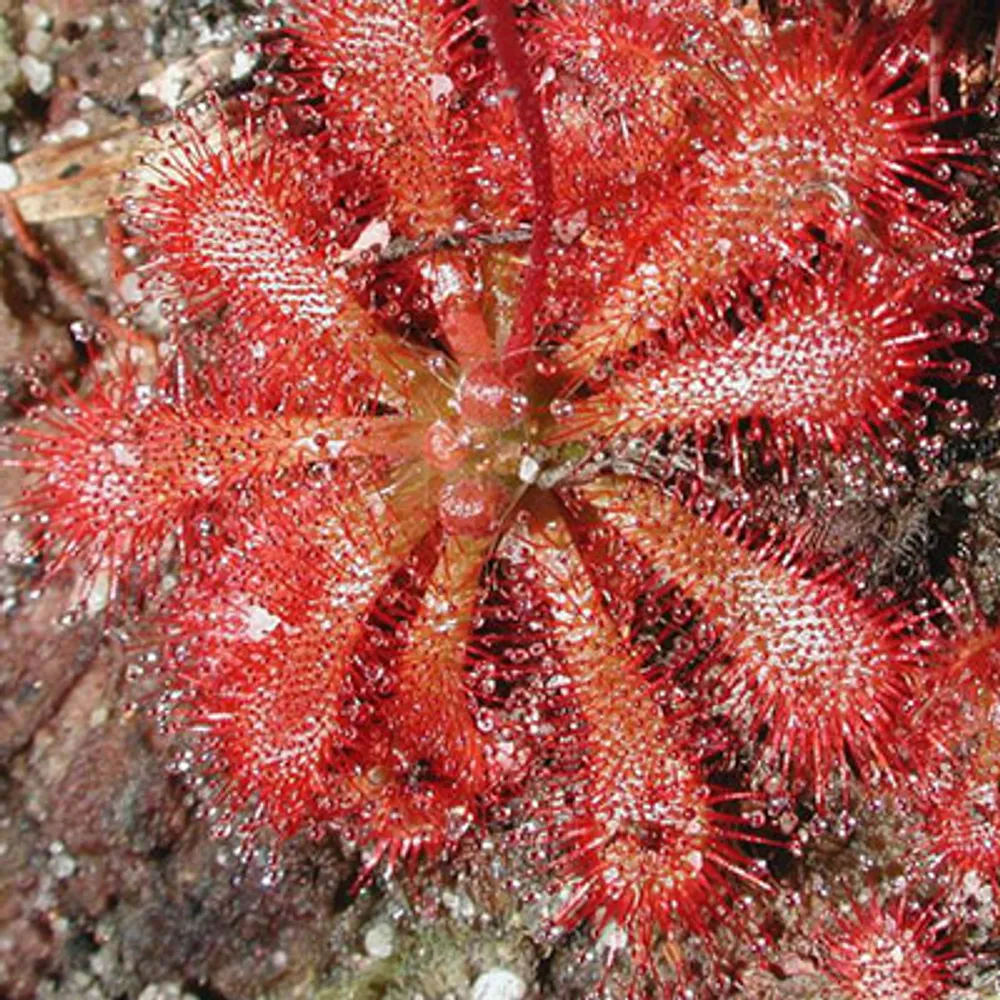 Росянка Drosera Spatulata Spoon-Leaved Sundew