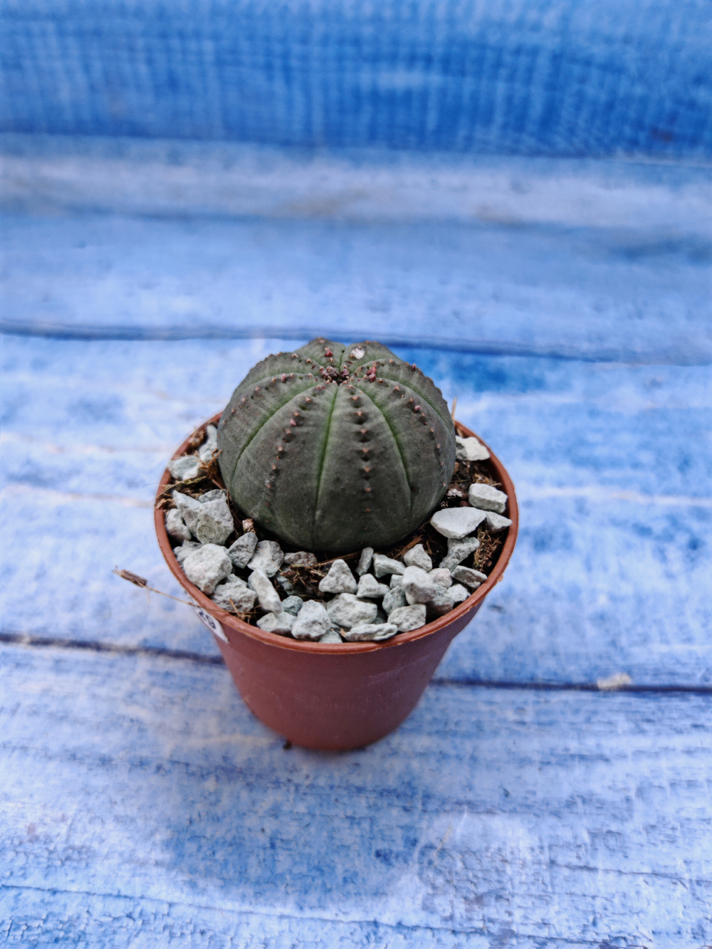 Euphorbia Obesa (Эуфорбия)