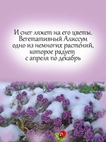Алиссум вегетативный Пурпурная река
