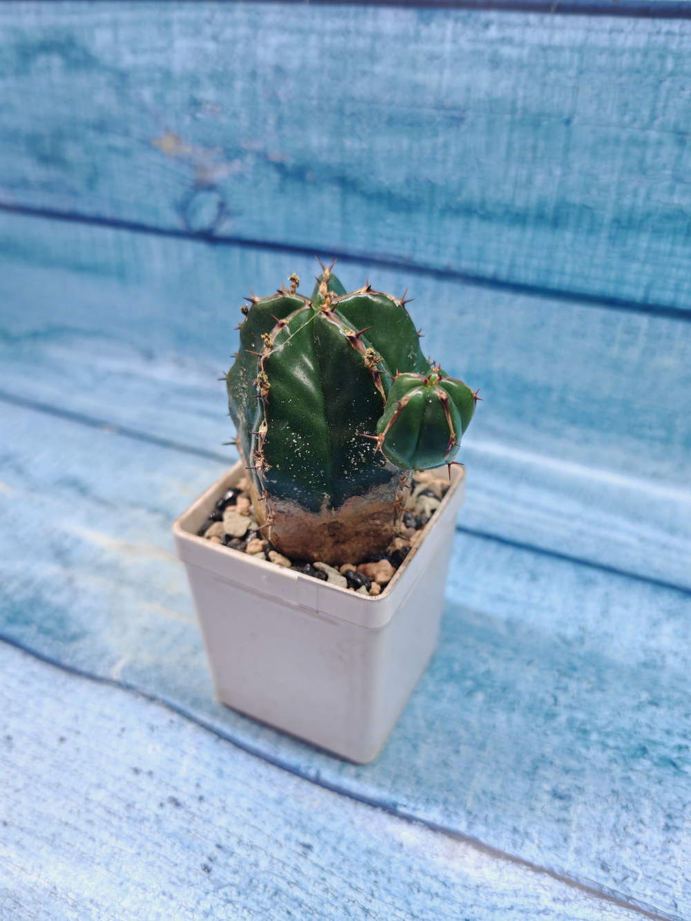 Euphorbia Handiensis (Эуфорбия)