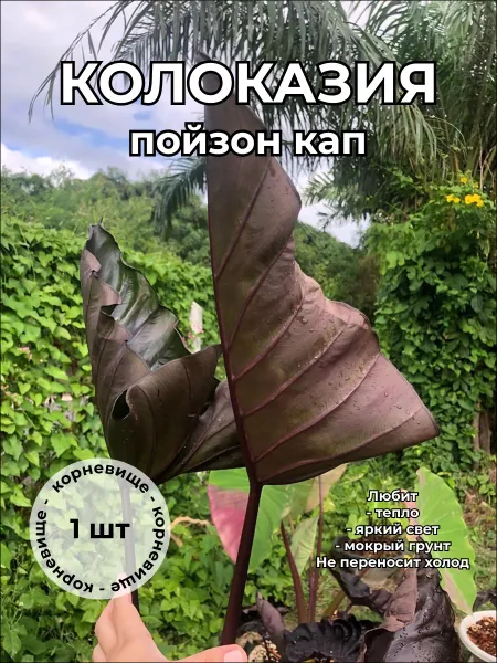 Колоказия Пойзон Кап Poison cup корневище