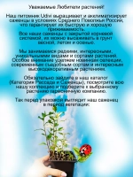 Астра Хакикоми Фу вариегатная