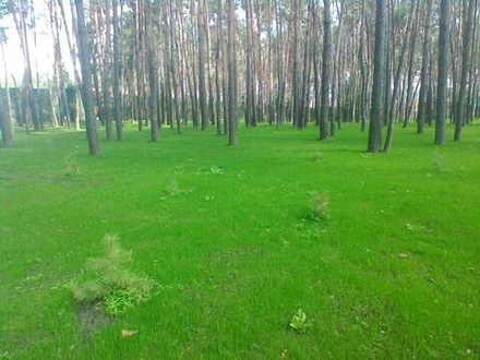 Ремонт газона