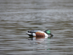 Широконос "FA-212530 LIVE NORTHERN SHOVELER SPOONBILL" FA 6 шт.