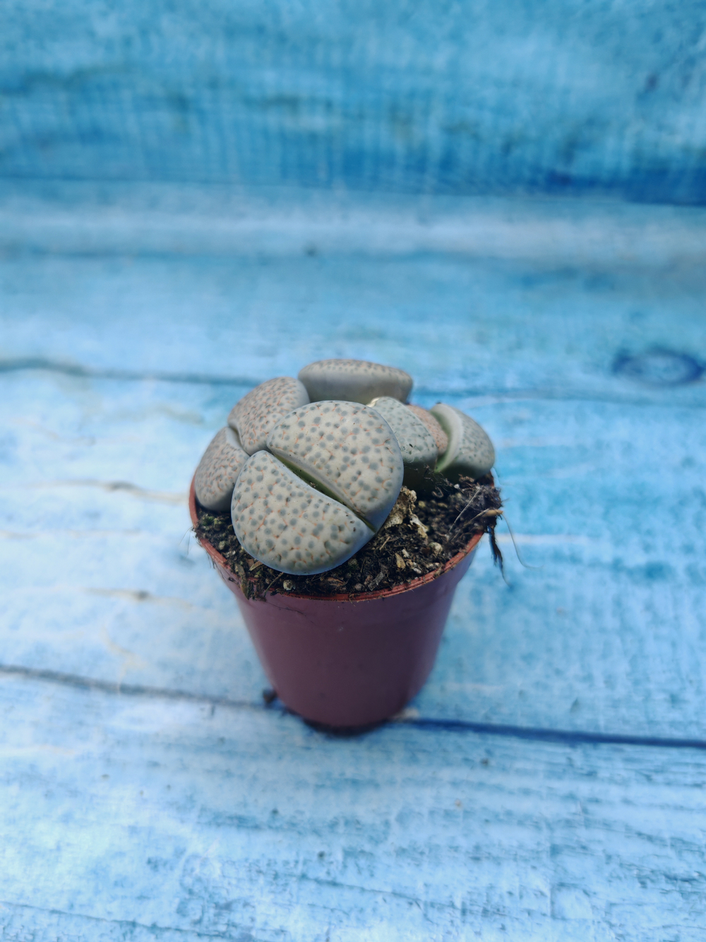 Lithops sp. (Литопсы)
