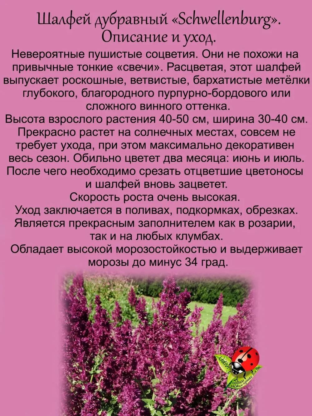 Шалфей Швелленбург дубравный пушистый винный